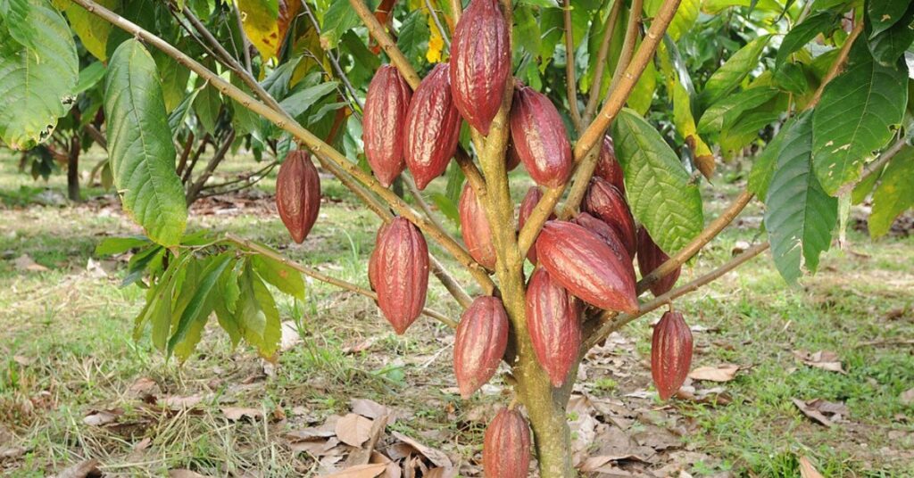 things to do in idyllwild