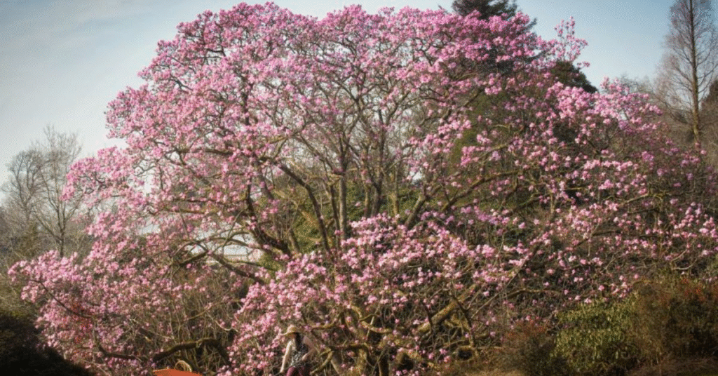 things to do sevierville