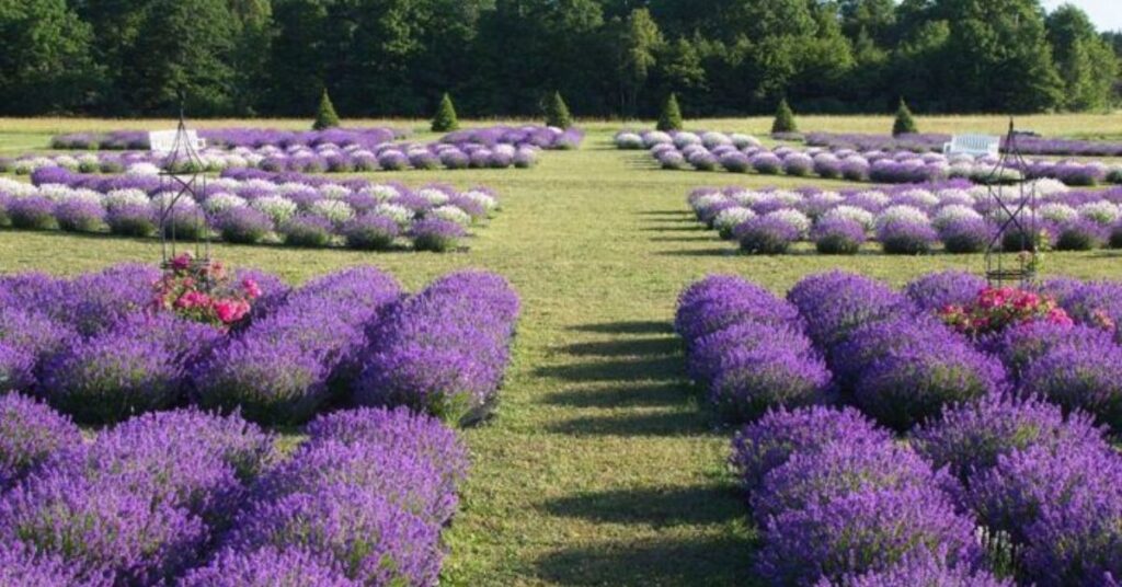 things to do in coupeville